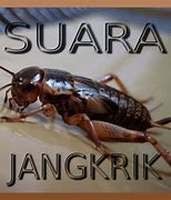 Suara Jangkrik Gimana